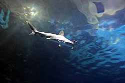-Scalloped Hammerheads  - Dos nuevas especies de tiburones en el Shark Reef Aquarium-