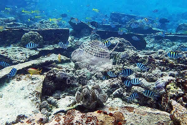 -Arrecifes coralinos en isla Tungsha - Taiwn-