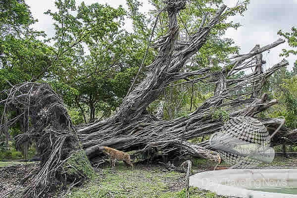 -Zoo Miami, Fallen tree after hurricane Irma, Hyena exhibit-