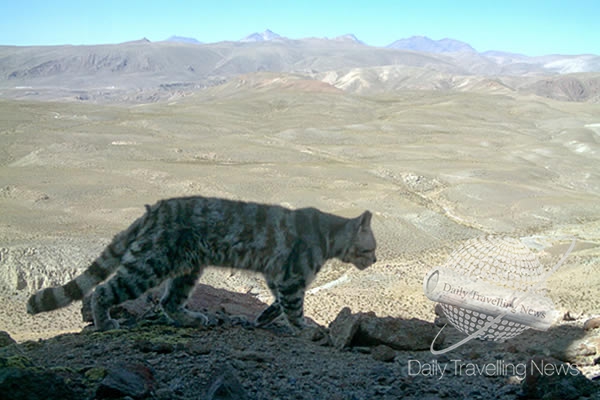 -Ejemplar de gato andino (Leopardus jacobita)-
