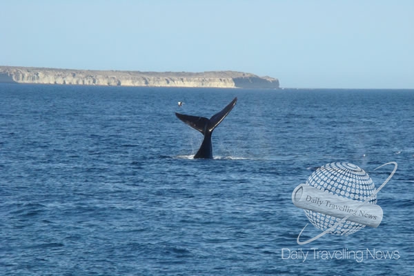 -Primeras ballenas en Puerto Madryn, Mayo 2018-