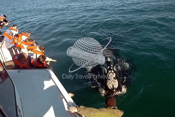 -Temporada de ballenas en Puerto Madryn-