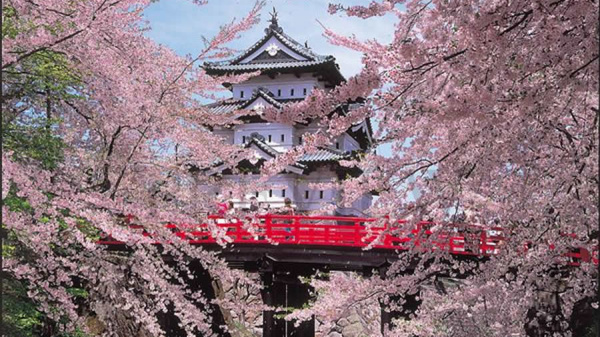 Tohoku, en Japn, es como caminar sobre un manto de flores de cerezo 