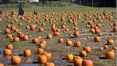 2020-10-16-NYC-Halloween-Decker-Farms-Courtesy-of-Historic-Richmond-Town