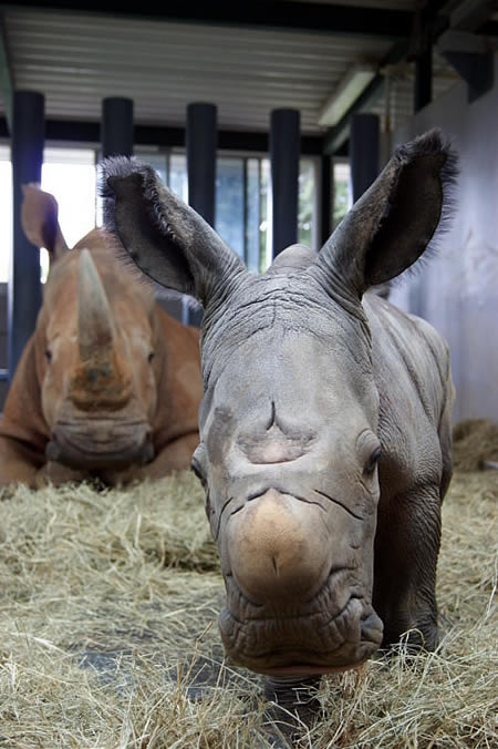 Rinoceronte blanco nacido en el Parque Temático Disneys Animal Kingdom