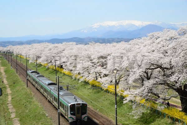 Tohoku, en Japòn, es como caminar sobre un manto de flores de cerezo 