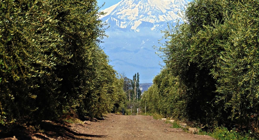 La Ruta del Olivo es la nueva propuesta para recorrer en Mendoza