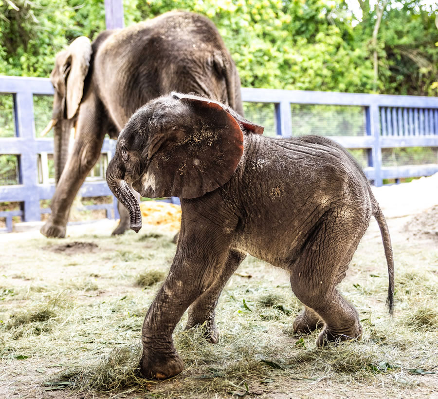 Disney's Animal Kingdom le da la bienvenida a un nuevo bebé elefante