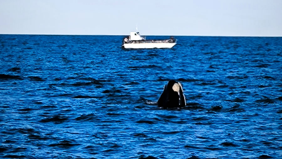 Las ballenas de Puerto Madryn llegaron a Buenos Aires