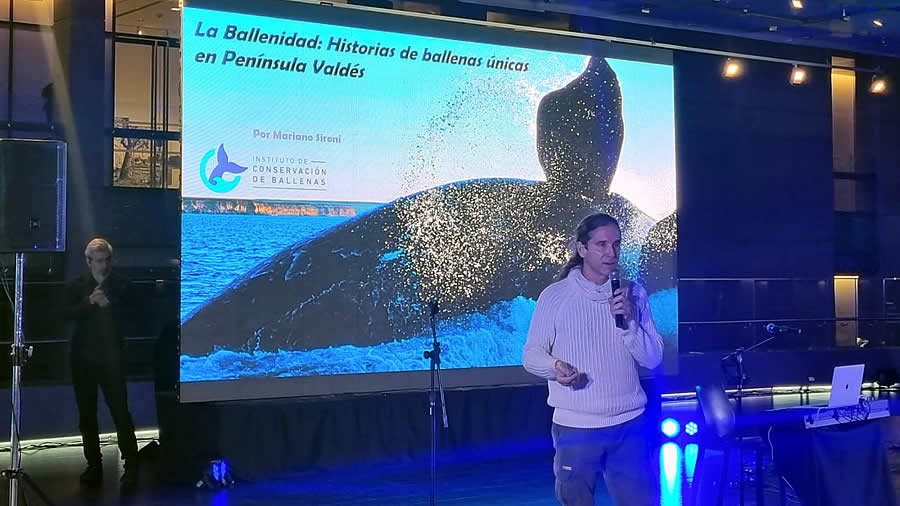 Las ballenas de Puerto Madryn llegaron a Buenos Aires