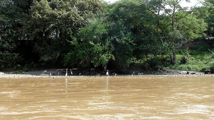 Explora el Sabor del Río Magdalena: Un Recorrido desde Neiva hasta Fortalecillas