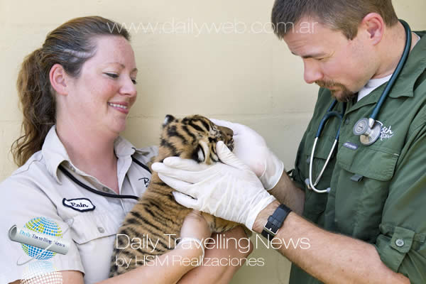 -Tres Tigres Malayos nacieron en Busch Gardens Tampa-