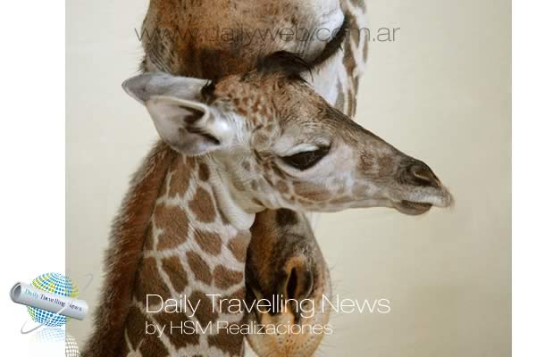 -Beb jirafa junto a su madre.-