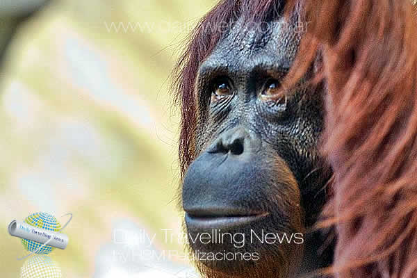 -Luna Bella, la orangután de Busch Gardens cumple 16 años-