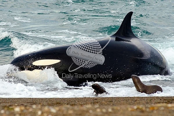 -Temporada de Orcas en Punta Norte, Chubut-