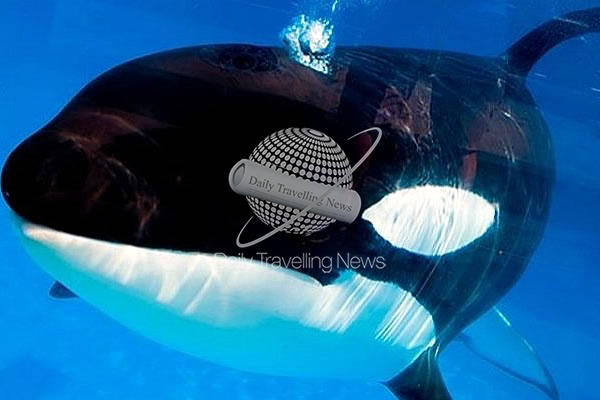 -Sin llegar a conocer el mar muere Kayla, la orca ms grande de Seaworld-