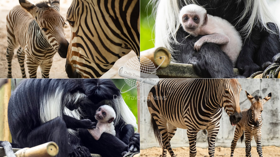 -Disneys Animal Kingdom celebra el Ao Nuevo con Nuevos Bebs-