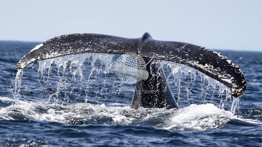 -Chubut avanza en el protocolo para el avistaje de ballenas-