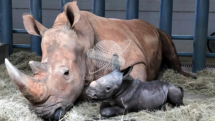 -Rinoceronte blanco nacido en el Parque Temático Disneys Animal Kingdom-