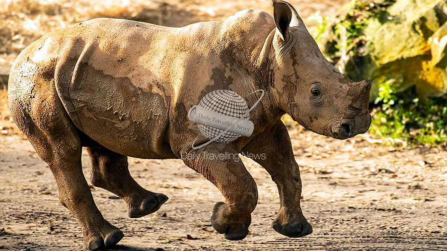 -Ranger el ternero rinoceronte se une a la manada en Kilimanjaro Safaris de Disney Animal Kingdom-