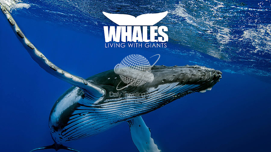 -Clearwater Marine Aquarium anuncia fecha de apertura para exhibicin inmersiva de ballenas-