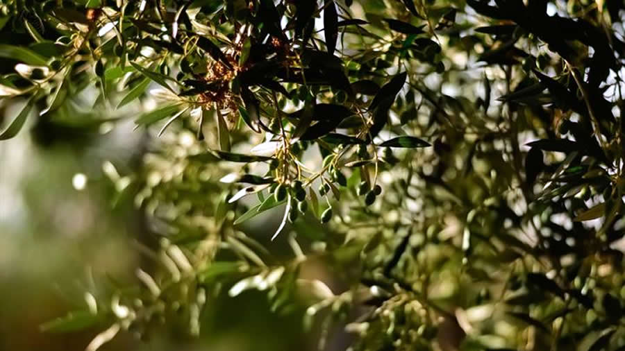 -“Los paisajes del olivar en Andalucía”-