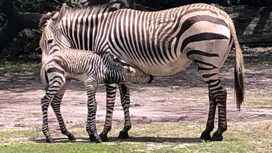 -Disney Animal Kingdom Theme Park recibe un “Bebé Cebra”-