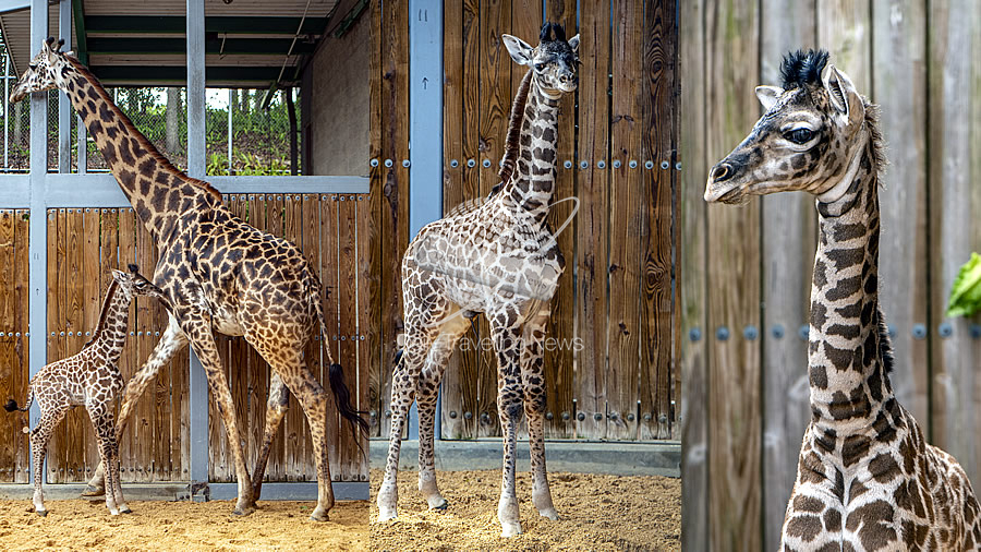 -Walt Disney World Resort dio la bienvenida a un bebe jirafa-