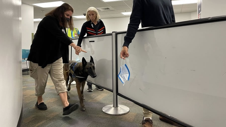 -El Aeropuerto de Miami incorpora perros entrenados detectores de COVID-19-