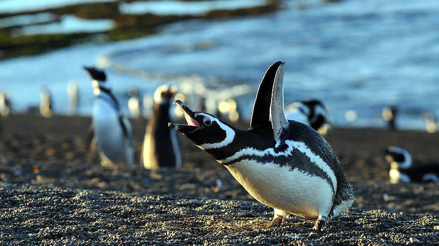 -Puerto Madryn reúne toda la diversidad de su fauna en septiembre-