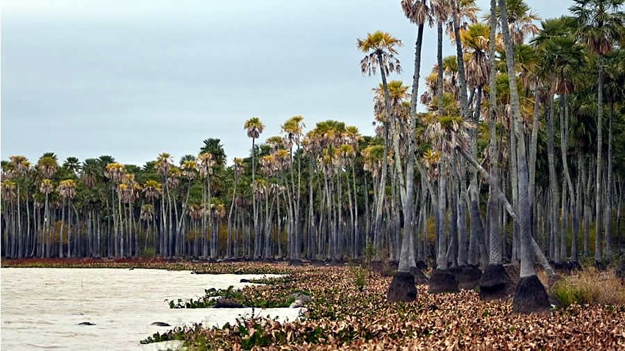 -Parque Nacional Laguna El Palmar será el tercer Parque Nacional en la provincia de Chaco-