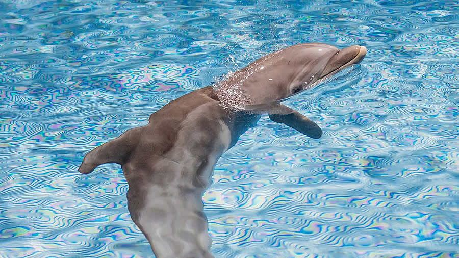 -Clearwater Marine Aquarium da la bienvenida a un nuevo delfín residente rescatado llamado Apolo-