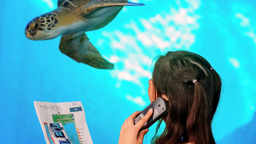 -Clearwater Marine Aquarium anuncia el lanzamiento de un nuevo audio tour-