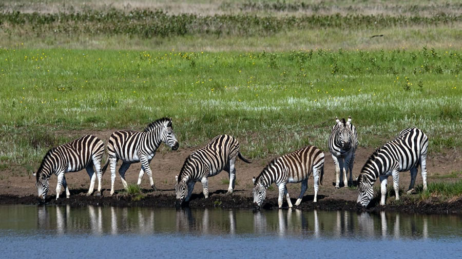 -Marriott International firma acuerdo para lanzar un Luxury Safari Lodge en Serengeti-