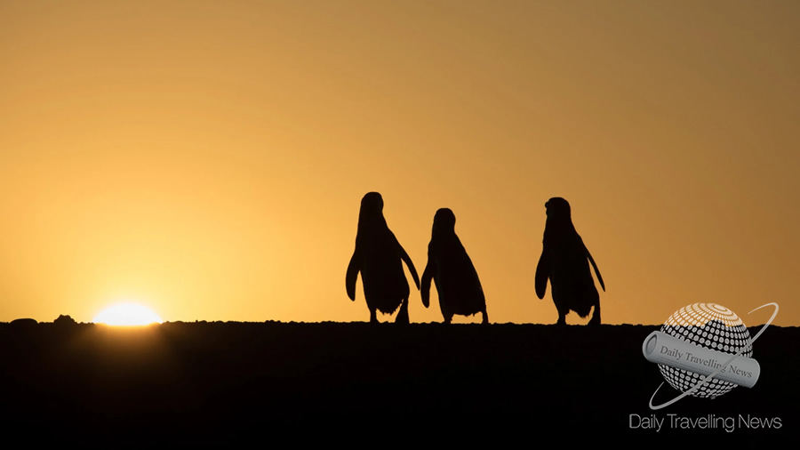 -Chubut lanza la Temporada de Pingüinos 2023-2024-