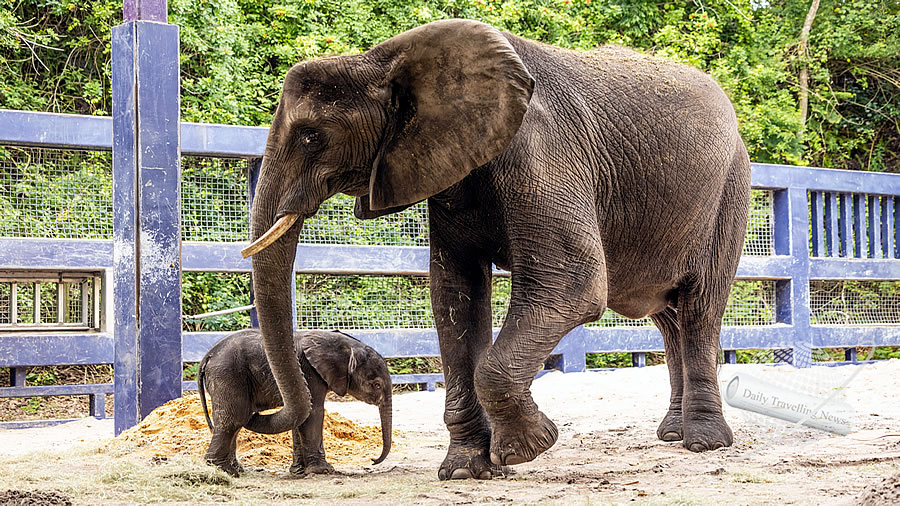 -Disney Animal Kingdom le da la bienvenida a un nuevo beb elefante-