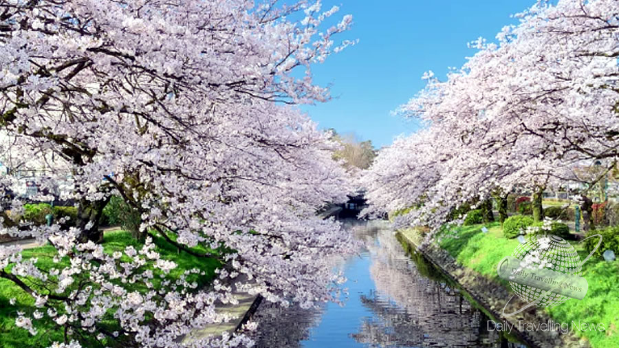 -La belleza de Japn en abril con la floracin de los cerezos-