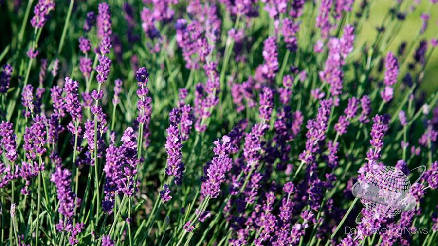 -Crdoba celebra la Fiesta de la Cosecha de Lavanda en Villa Yacanto-