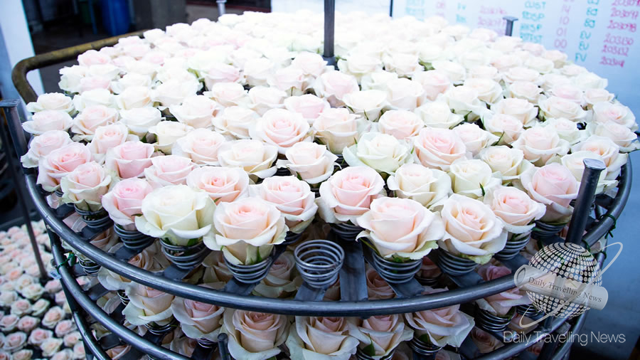 -Las flores de Colombia iluminan el Da de los Enamorados-