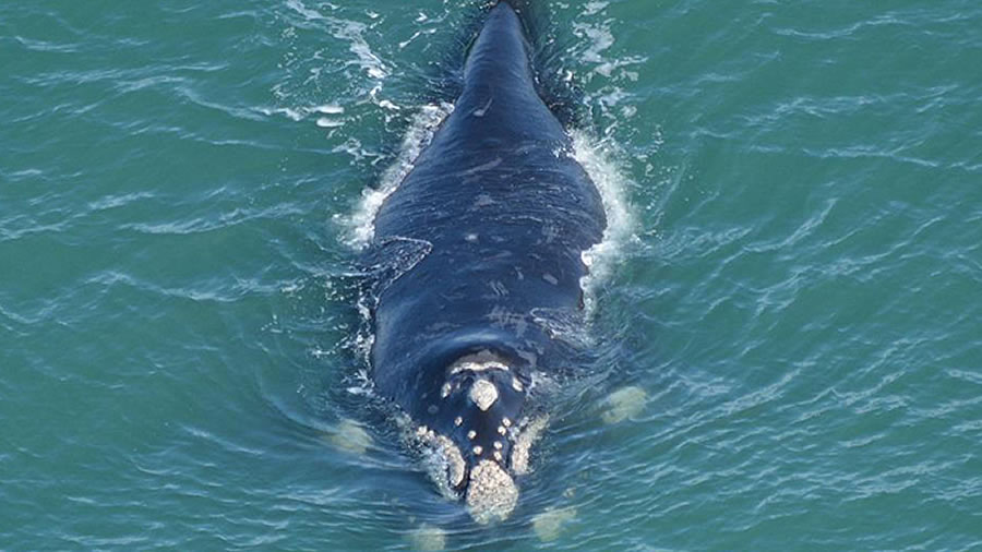 -Ballenas en las costas bonaerenses-