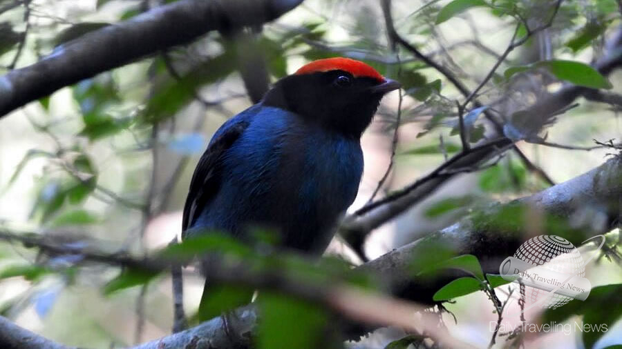 -Misiones un destino para descubrir a trav�s de sus aves-