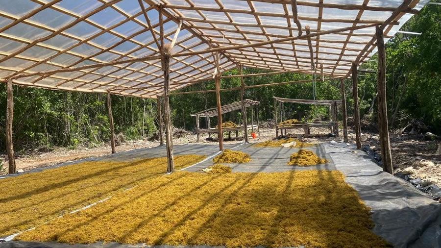 -Royal Caribbean Group avanza en su programa de manejo de sargazo en Mahahual, M�xico-