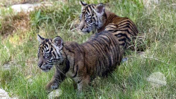 San Diego Zoo Safari Park celebra el debut público de  Dos cachorros de tigre de Sumatra 