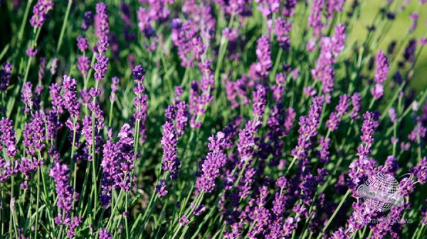 Crdoba celebra la Fiesta de la Cosecha de Lavanda en Villa Yacanto