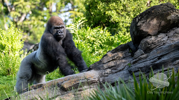 Conozcan a Bakari, el nuevo gorila de lomo plateado en Disney Animal Kingdom